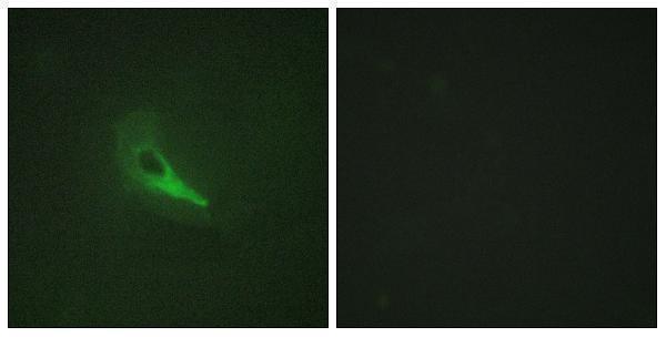 Immunofluorescence analysis of HeLa cells, using AKAP12 Antibody