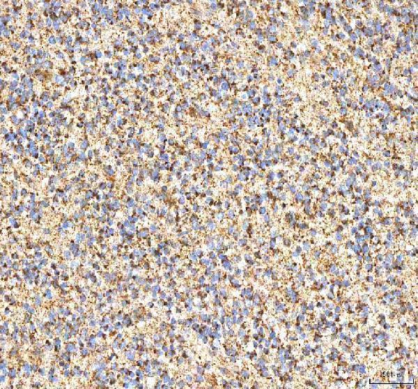 a02304 itpa primary antibodies ihc testing 3