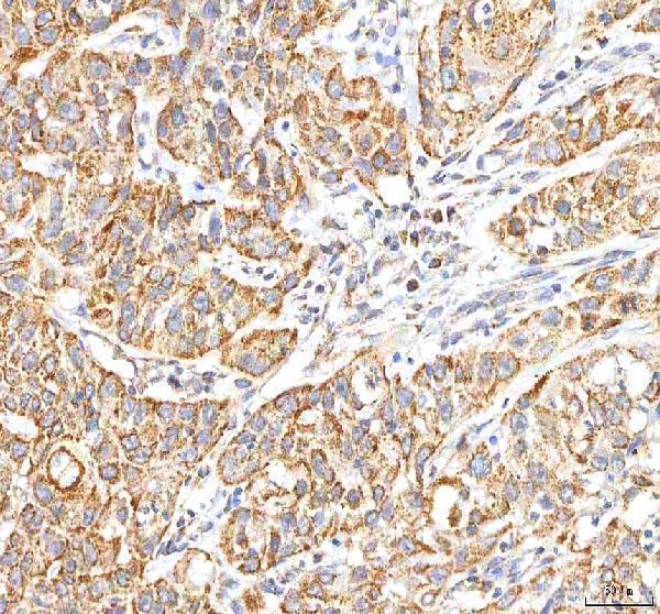 a02304 itpa primary antibodies ihc testing 8