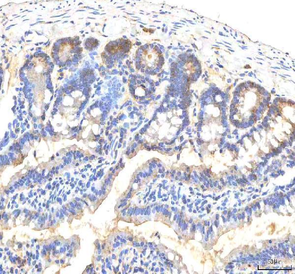 a02304 itpa primary antibodies ihc testing 9