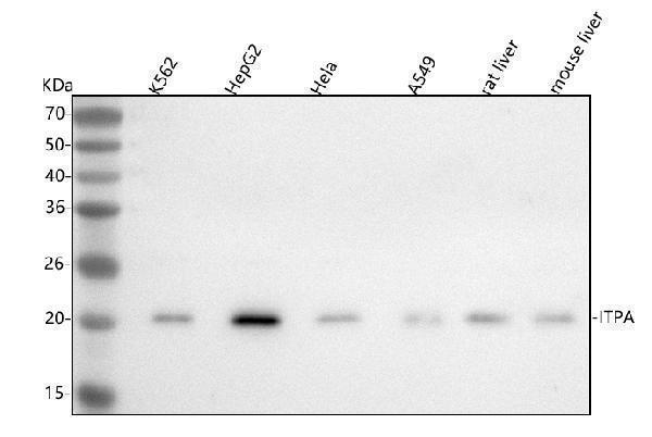 a02304 itpa primary antibodies wb testing 1
