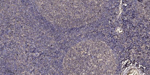 a02305 1 krt10 primary antibodies ihc testing 4