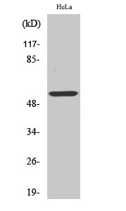 a02305 1 krt10 primary antibodies wb testing 3