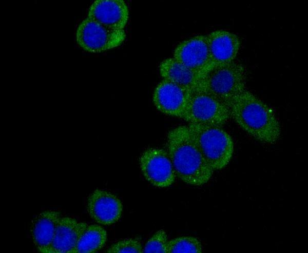 ICC staining DIAPH1 in LOVO cells (green)