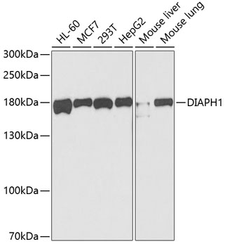 WesternBlot (WB) analysis of DIAPH1 polyclonal antibody