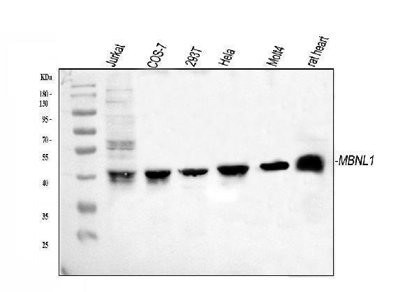 a02309 1 mbnl1 primary antibodies wb testing 1