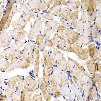 Immunohistochemistry of paraffin-embedded Rat heart using MBNL1 antibody  at dilution of  1:100 