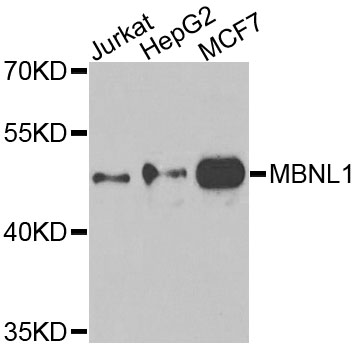 Western blot analysis of extracts of various cell lines, using MBNL1 antibody  at 1:1000 dilution