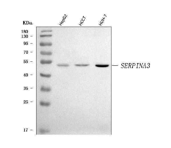 a02312 3 serpina3 primary antibodies wb testing 1
