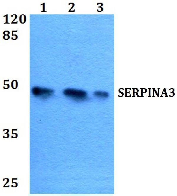 a02312 serpina3 primary antiboties wb testing 1