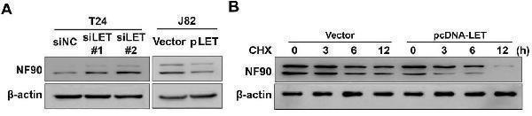 Western Blot analysis of extracts from A549, K562, NIH-3T3 cells, using NF90 Polyclonal Antibody