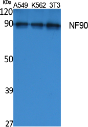 Western blot analysis of lysates from HeLa cells, using NF90 antibody