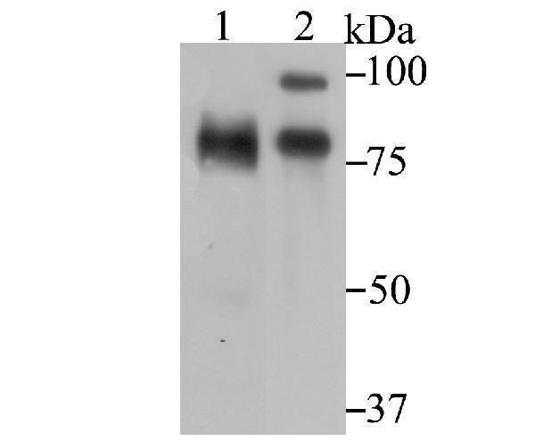 a02313 2 ilf3 primary antiboties wb testing 1