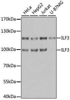 Western blot analysis of extracts of various cell lines, using ILF3 antibody  at 1:1000 dilution