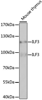a02313 ilf3 primary antiboties wb testing 2