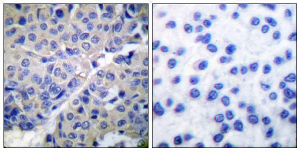 a02314s309 syt1 primary antibodies ihc testing 5
