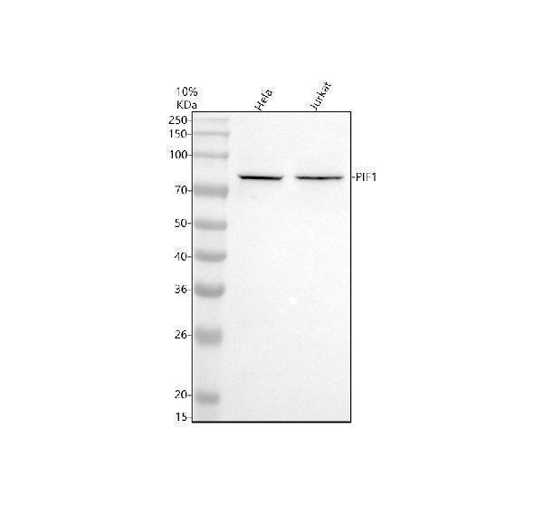 Western blot analysis of PIF1 using anti-PIF1 antibody (A02315-1)