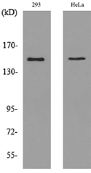 a02319 1 ptprj primary antibodies wb testing 3