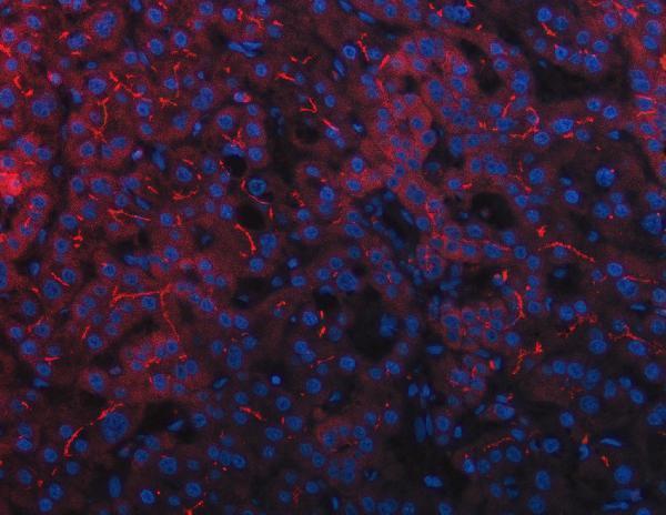 a02319 2 ptprj primary antibodies if testing 5