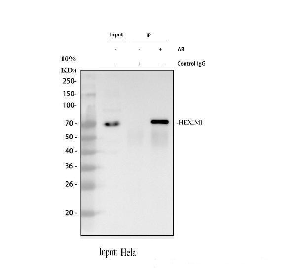 Immunoprecipitating (IP) HEXIM1 in Hela whole cell lysate