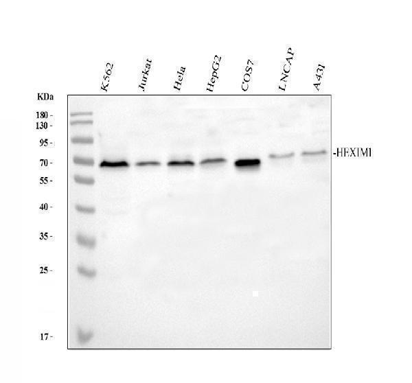Western blot analysis of HEXIM1 using anti-HEXIM1 antibody (A02321-2)