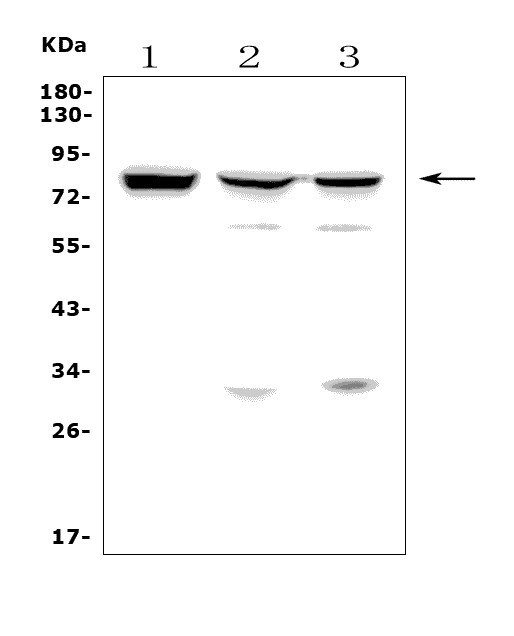  Western blot analysis of MASP2 using anti-MASP2 antibody (A02323-1)