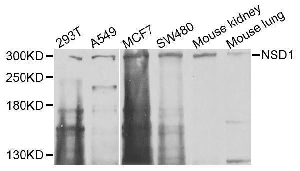 Western blot analysis of extracts of various cells, using NSD1 antibody