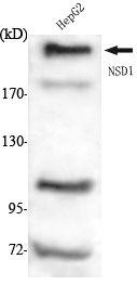a02327 nsd1 primary antibodies wb testing 1