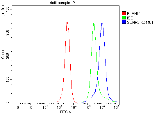 Flow Cytometry analysis of HeLa cells using anti-SENP2 antibody (A02329-3)