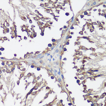 Immunohistochemistry of paraffin-embedded rat testis using VAMP2 antibody  at dilution of 1:100 
