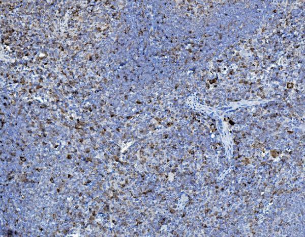 a02335 1 p4hb primary antibodies ihc testing 3