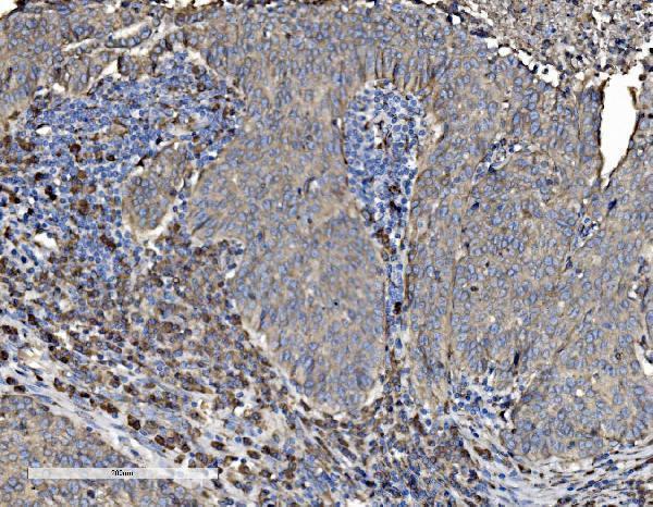 a02335 1 p4hb primary antibodies ihc testing 7