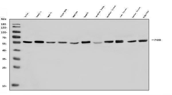 a02335 1 p4hb primary antibodies wb testing 1