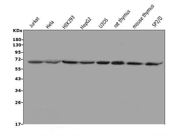 a02336 1 mbd1 primary antibodies wb testing 1