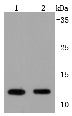 a02338 1 vamp8 primary antiboties wb testing 1