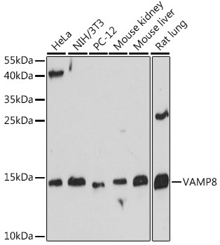 a02338 vamp8 primary antiboties wb testing 1
