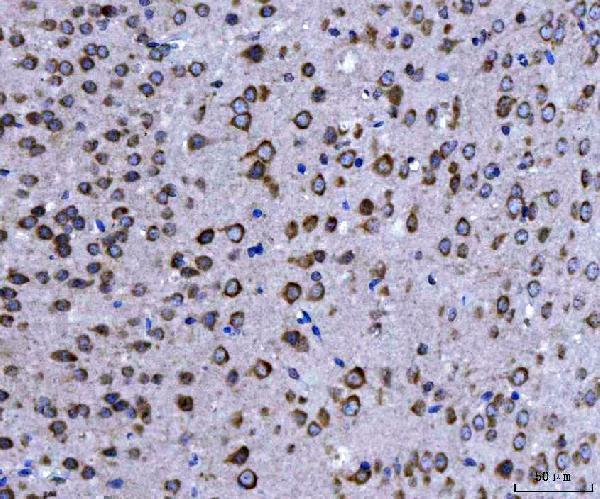 a02339 3 eif3a primary antibodies ihc testing 4