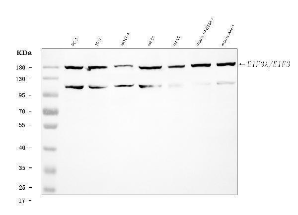  Western blot analysis of EIF3A using anti-EIF3A antibody (A02339-3)