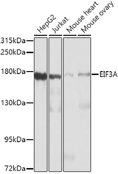 a02339 eif3a primary antiboties wb testing 1