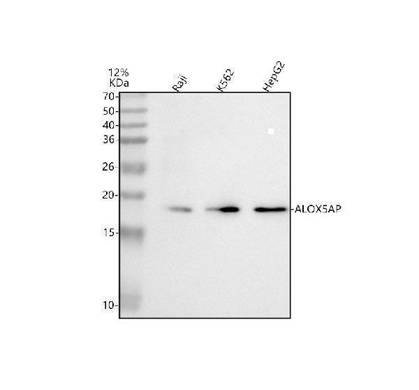  Western blot analysis of ALOX5AP using anti-ALOX5AP antibody (A02341)