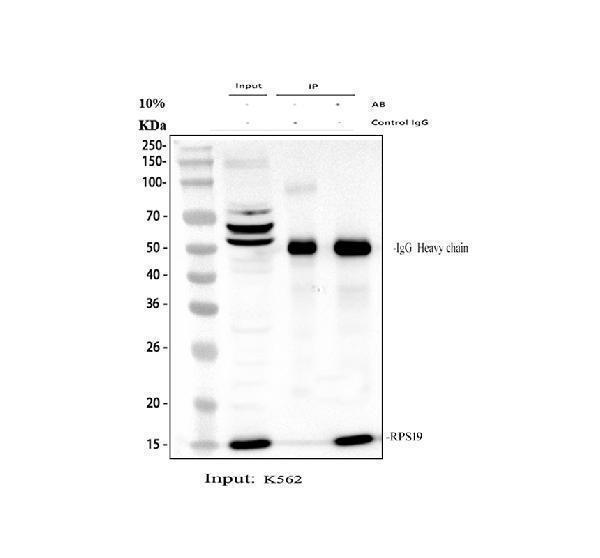 a02343 1 rps19 primary antibodies ip testing 1