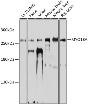 a02344 myo18a primary antiboties wb testing 1