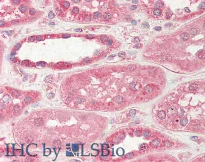 a02345 1 stim2 primary antibodies ihc testing 1_1