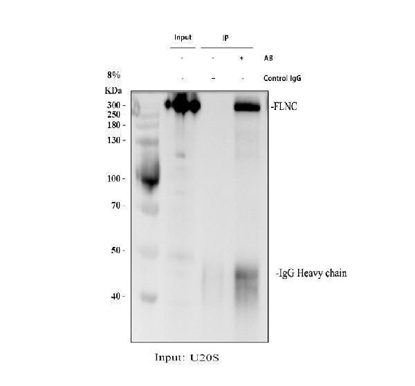 a02346 1 flnc primary antibodies ip testing 1