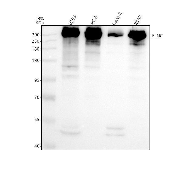 a02346 1 flnc primary antibodies wb testing 1