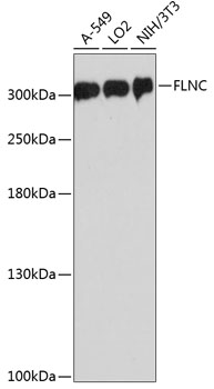 Western blot analysis of extracts of various cell lines, using FLNC antibody  at 1:3000 dilution