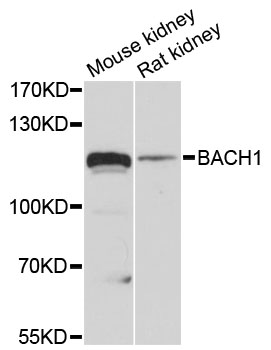 Western blot analysis of extracts of K-562 cells, using BACH1 Rabbit pAb antibody  at 1:620 dilution