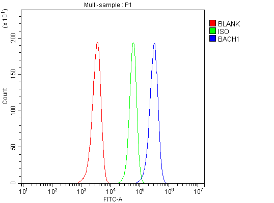 Flow Cytometry analysis of HEL cells using anti-BACH1