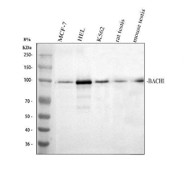 Western blot analysis of BACH1