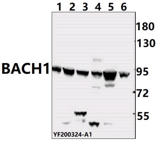a02347 bach1 primary antiboties wb testing 1